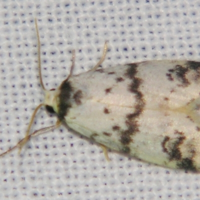 Thallarcha sparsana (Fair Footman) at Sheldon, QLD - 2 Jun 2007 by PJH123