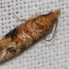 Lobesia (genus) (A Tortricid moth (Olethreutinae)) at Sheldon, QLD - 1 Jun 2007 by PJH123