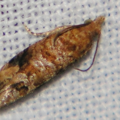 Lobesia (genus) (A Tortricid moth (Olethreutinae)) at Sheldon, QLD - 1 Jun 2007 by PJH123