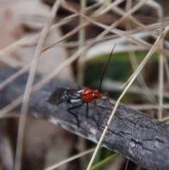 Braconidae (family) (Unidentified braconid wasp) at Mongarlowe River - 4 Aug 2023 by LisaH