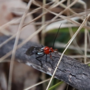 Braconidae (family) at Mongarlowe, NSW - 4 Aug 2023