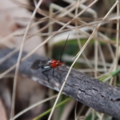 Braconidae (family) at Mongarlowe, NSW - 4 Aug 2023