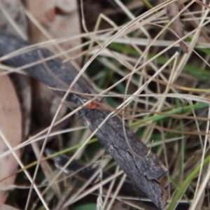 Braconidae (family) at Mongarlowe, NSW - suppressed