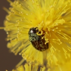 Eumolpinae (subfamily) (Unidentified Eumolpinae Leaf-beetle) at Hughes, ACT - 5 Aug 2023 by LisaH