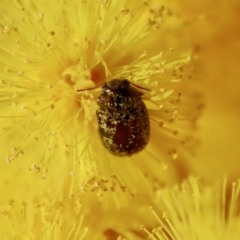 Eumolpinae (subfamily) at Hughes, ACT - 5 Aug 2023 01:53 PM