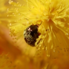 Eumolpinae (subfamily) at Hughes, ACT - 5 Aug 2023 01:53 PM