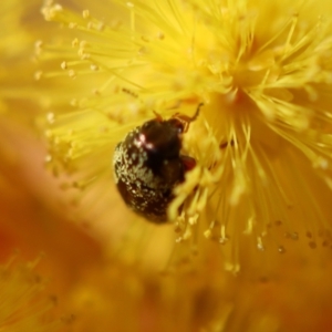 Eumolpinae (subfamily) at Hughes, ACT - 5 Aug 2023 01:53 PM