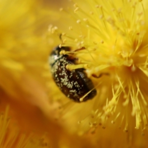 Eumolpinae (subfamily) at Hughes, ACT - 5 Aug 2023 01:53 PM