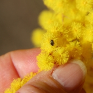 Eumolpinae (subfamily) at Hughes, ACT - 5 Aug 2023 01:53 PM