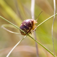 Paropsis pictipennis (Tea-tree button beetle) at Uriarra Recreation Reserve - 5 Mar 2023 by KorinneM