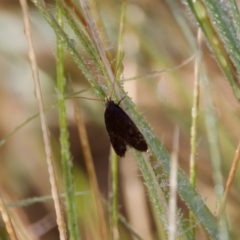 Lecithocera terrigena (Lecithocera terrigena) at Stony Creek - 5 Mar 2023 by KorinneM