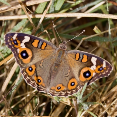 Junonia villida (Meadow Argus) at Stromlo, ACT - 5 Mar 2023 by KorinneM