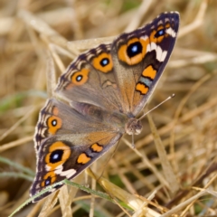 Junonia villida at Stony Creek - 5 Mar 2023 08:55 AM