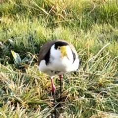 Vanellus miles (Masked Lapwing) at Belconnen, ACT - 6 Sep 2023 by 120Acres