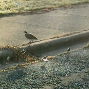 Vanellus miles at Belconnen, ACT - 7 Sep 2023 08:18 AM