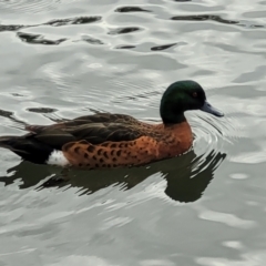 Anas castanea (Chestnut Teal) at Jervis Bay Maritime Museum - 5 Aug 2023 by trevorpreston