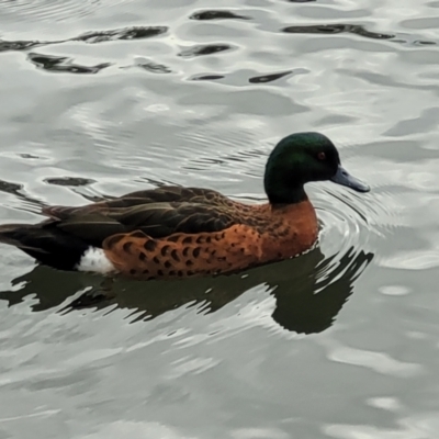 Anas castanea (Chestnut Teal) at Huskisson, NSW - 5 Aug 2023 by trevorpreston