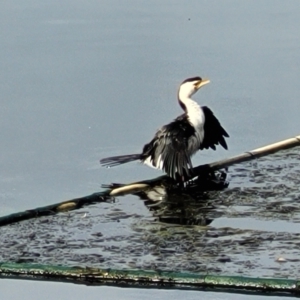 Microcarbo melanoleucos at Huskisson, NSW - 5 Aug 2023