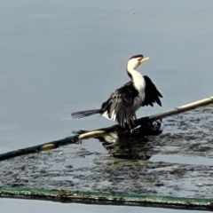 Microcarbo melanoleucos (Little Pied Cormorant) at Jervis Bay Maritime Museum - 5 Aug 2023 by trevorpreston