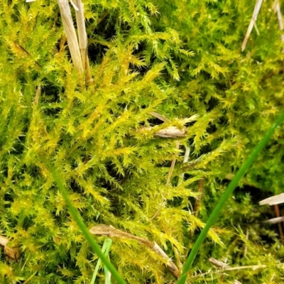 Unidentified Moss, Liverwort or Hornwort at Jervis Bay Maritime Museum - 5 Aug 2023 by trevorpreston