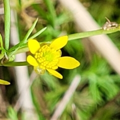 Ranunculus inundatus (River Buttercup) at Jervis Bay Maritime Museum - 5 Aug 2023 by trevorpreston