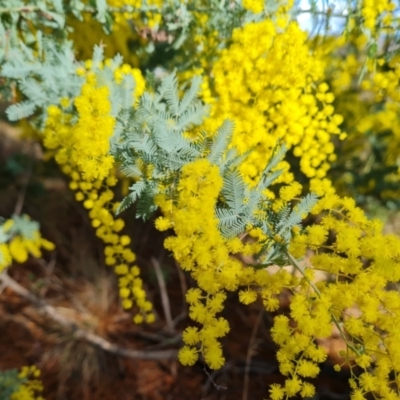 Acacia baileyana (Cootamundra Wattle, Golden Mimosa) at Isaacs Ridge and Nearby - 5 Aug 2023 by Mike