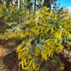 Acacia baileyana at Isaacs, ACT - 5 Aug 2023