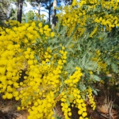 Acacia baileyana x Acacia dealbata (Cootamundra Wattle x Silver Wattle (Hybrid)) at Mawson, ACT - 5 Aug 2023 by Mike