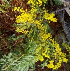 Acacia baileyana x Acacia decurrens (Cootamundra Wattle x Green Wattle (Hybrid)) at Isaacs, ACT - 5 Aug 2023 by Mike