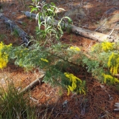 Acacia baileyana x Acacia decurrens at Isaacs, ACT - 5 Aug 2023