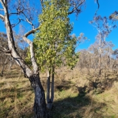 Brachychiton populneus subsp. populneus (Kurrajong) at O'Malley, ACT - 5 Aug 2023 by Mike