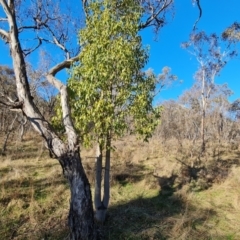 Brachychiton populneus subsp. populneus (Kurrajong) at Mount Mugga Mugga - 5 Aug 2023 by Mike