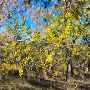 Acacia dealbata subsp. dealbata at O'Malley, ACT - 5 Aug 2023 03:28 PM