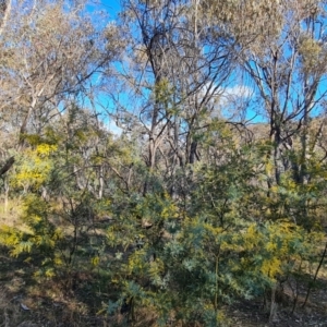 Acacia dealbata subsp. dealbata at O'Malley, ACT - 5 Aug 2023