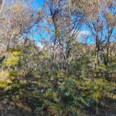 Acacia dealbata subsp. dealbata at O'Malley, ACT - 5 Aug 2023