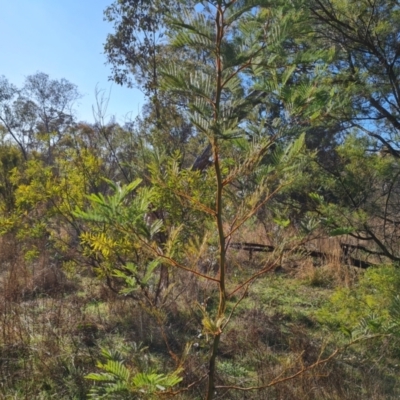 Acacia decurrens (Green Wattle) at Mount Mugga Mugga - 5 Aug 2023 by Mike