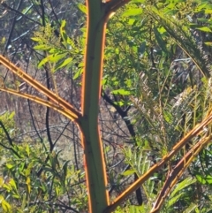 Acacia decurrens at O'Malley, ACT - 5 Aug 2023