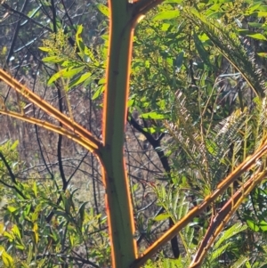 Acacia decurrens at O'Malley, ACT - 5 Aug 2023