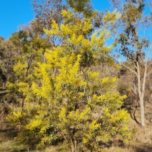 Acacia rubida at O'Malley, ACT - 5 Aug 2023
