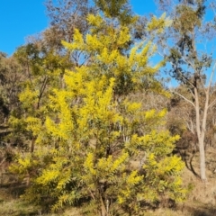 Acacia rubida (Red-stemmed Wattle, Red-leaved Wattle) at Mount Mugga Mugga - 5 Aug 2023 by Mike