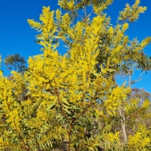 Acacia rubida at O'Malley, ACT - 5 Aug 2023