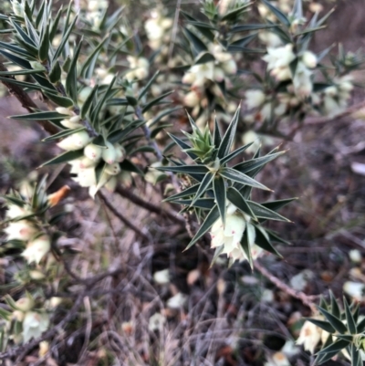 Melichrus urceolatus (Urn Heath) at Wamboin, NSW - 5 Aug 2023 by Gdbush