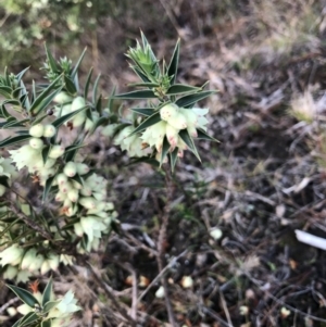 Melichrus urceolatus at Wamboin, NSW - 5 Aug 2023