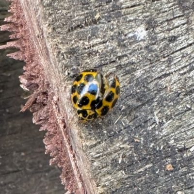 Harmonia conformis (Common Spotted Ladybird) at Aranda, ACT - 4 Aug 2023 by KMcCue