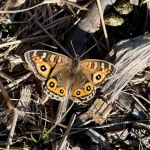 Junonia villida at Aranda, ACT - 5 Aug 2023 02:49 PM