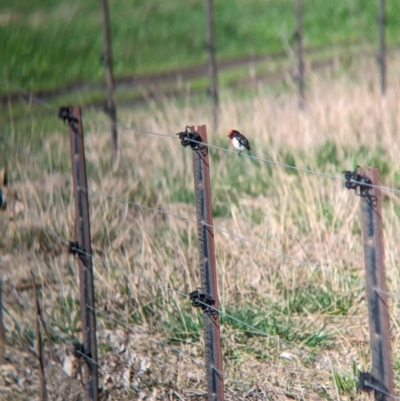 Petroica goodenovii (Red-capped Robin) by Darcy