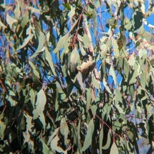 Melithreptus brevirostris at Bungowannah, NSW - 5 Aug 2023