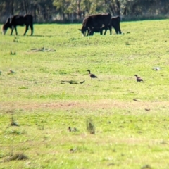 Tadorna tadornoides (Australian Shelduck) at Bungowannah, NSW - 5 Aug 2023 by Darcy