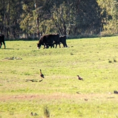 Tadorna tadornoides at Bungowannah, NSW - suppressed