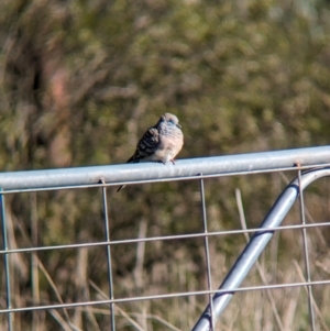 Geopelia placida at Bungowannah, NSW - 5 Aug 2023